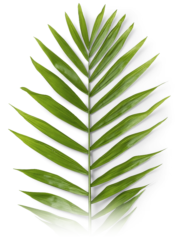 hoja